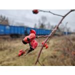 Pictures by this phone Honor Magic6 Lite 5G