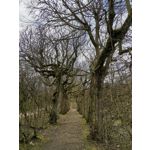 Fotos de usuários Honor View 20