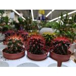 Fotos de usuários Honor View 20