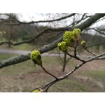 Fotos de usuários Honor View 20