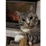 Fotos de usuários Honor View 20