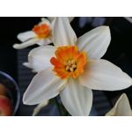 Fotos de usuários Honor View 20