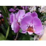 Fotos de usuários Honor View 20