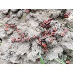 Fotos de usuários Honor View 20