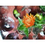 Fotos de usuários Honor View 20