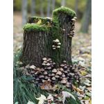 来自这款手机的图片