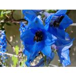 Les photos des utilisateurs Honor Magic6 Pro