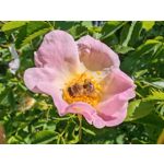 Les photos des utilisateurs Honor Magic6 Pro