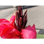 Les photos des utilisateurs Honor Magic6 Pro