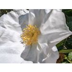 Les photos des utilisateurs Honor Magic6 Pro