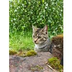 Les photos des utilisateurs Honor Magic6 Pro