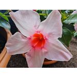 Les photos des utilisateurs Honor Magic6 Pro