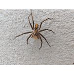 Les photos des utilisateurs Honor Magic6 Pro