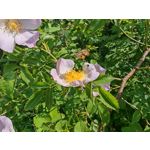 Les photos des utilisateurs Honor Magic6 Pro