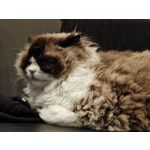 Les photos des utilisateurs Honor Magic6 Pro