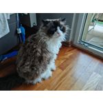 Les photos des utilisateurs Honor Magic6 Pro