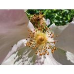 Les photos des utilisateurs Honor Magic6 Pro