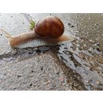 Les photos des utilisateurs Honor Magic6 Pro