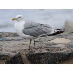 Les photos des utilisateurs Honor Magic6 Pro