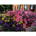 Les photos des utilisateurs Honor Magic6 Pro