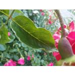 Les photos des utilisateurs Honor Magic6 Pro