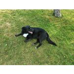 Les photos des utilisateurs Honor Magic6 Pro