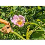 Les photos des utilisateurs Honor Magic6 Pro