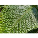 Les photos des utilisateurs Honor Magic6 Pro