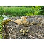 Les photos des utilisateurs Honor Magic6 Pro