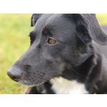 Les photos des utilisateurs Honor Magic6 Pro