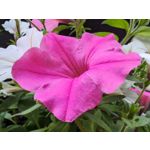 Les photos des utilisateurs Honor Magic6 Pro