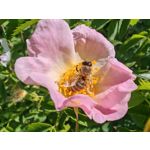 Les photos des utilisateurs Honor Magic6 Pro