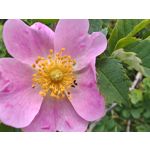 Les photos des utilisateurs Honor Magic6 Pro