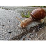 Les photos des utilisateurs Honor Magic6 Pro