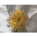 Les photos des utilisateurs Honor Magic6 Pro