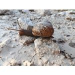 Les photos des utilisateurs Honor Magic6 Pro