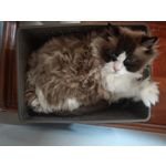 Les photos des utilisateurs Honor Magic6 Pro