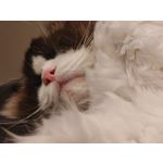 Les photos des utilisateurs Honor Magic6 Pro