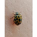 Les photos des utilisateurs Honor Magic6 Pro