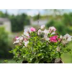 Les photos des utilisateurs Honor Magic6 Pro