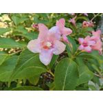 Les photos des utilisateurs Honor Magic6 Pro