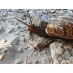 Les photos des utilisateurs Honor Magic6 Pro