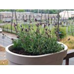 Les photos des utilisateurs Honor Magic6 Pro