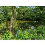 Les photos des utilisateurs Honor Magic6 Pro