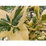 Les photos des utilisateurs Honor Magic6 Pro