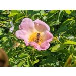 Les photos des utilisateurs Honor Magic6 Pro