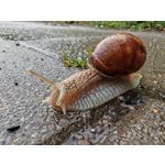 Les photos des utilisateurs Honor Magic6 Pro