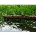 Les photos des utilisateurs Honor Magic6 Pro