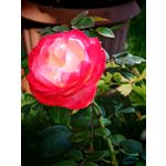 Les photos des utilisateurs Honor Magic6 Pro