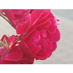 Les photos des utilisateurs Honor Magic6 Pro